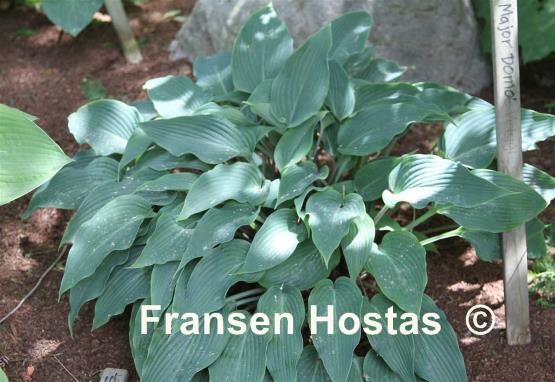 Hosta Majordomo